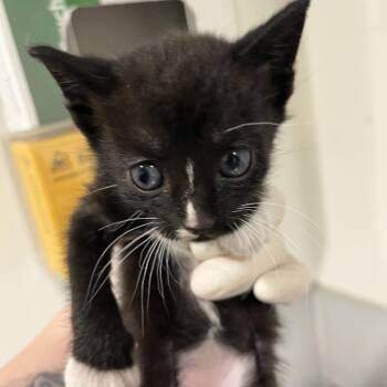 Domestic Short Hair Cats Available for Adoption in Tampa, Florida - Puffin | PetCurious