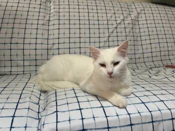 Rescue Domestic Short Hair Cats for Adoption in Pasco, Washington - Mitzi | PetCurious