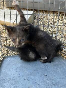 Domestic Short Hair Cats Available for Adoption in Dallas, Texas - DANIEL | PetCurious