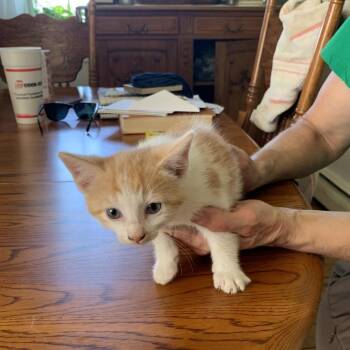 Butter Shumway -  Domestic Short Hair Cat for Adoption in Woodstock, Virginia - Butter Shumway | PetCurious