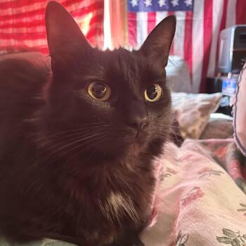 Domestic Medium Hair Cats Available for Adoption in Richmond, Virginia - Turvy | PetCurious