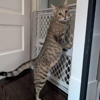 Rescue Domestic Medium Hair Cats for Adoption in Middletown, Ohio - Celine | PetCurious