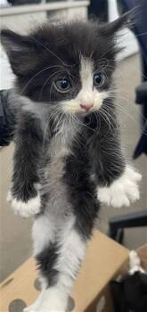 SKIPPER -  Domestic Short Hair Cat for Adoption in Dallas, Texas - SKIPPER | PetCurious