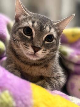 Birdie Mae -  Domestic Short Hair Cat for Adoption in Bolivia, North Carolina - Birdie Mae | PetCurious