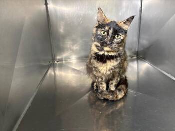 Isabell -  Domestic Short Hair Cat for Adoption in Murray, Kentucky - Isabell | PetCurious