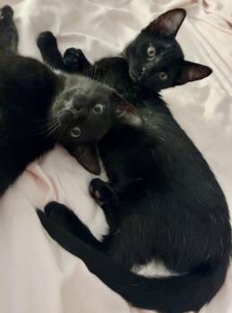 Praline and Truffle -  Domestic Short Hair Cat for Adoption in Tallahassee, Florida - Praline And Truffle | PetCurious