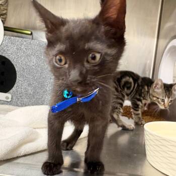 Parrot -  Domestic Short Hair Cat for Adoption in Newark, New Jersey - Parrot | PetCurious