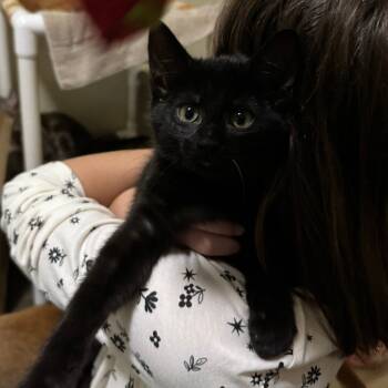 Rescue Domestic Short Hair Cats for Adoption in Portage, Michigan - Honey | PetCurious