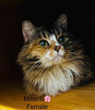 Mittens -  Domestic Long Hair Cat for Adoption in Cumberland, Maine - Mittens | PetCurious