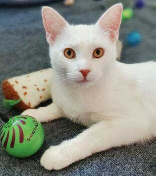 Thumper -  Domestic Short Hair and Turkish Van Cat for Adoption - Thumper | PetCurious
