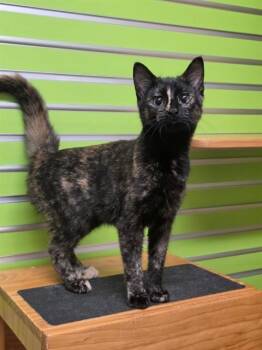 KNOX -  Domestic Short Hair Cat for Adoption in St. Peters, Missouri - KNOX | PetCurious