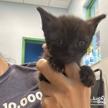 Gerbal -  Domestic Short Hair Cat for Adoption in Washington, District Of Columbia - Gerbal | PetCurious