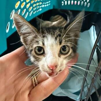 Rider -  Domestic Short Hair Cat for Adoption in Bentonville, Arkansas - Rider | PetCurious