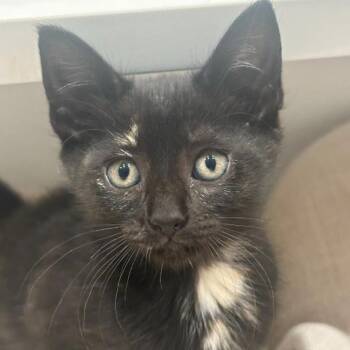 Corrine -  Domestic Short Hair Cat for Adoption in Liverpool, Texas - Corrine | PetCurious