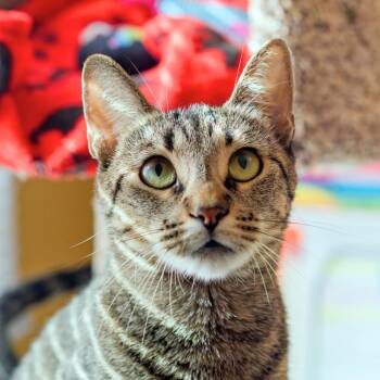 Domestic Short Hair Cats Available for Adoption in Port Washington, New York - Tawny | PetCurious