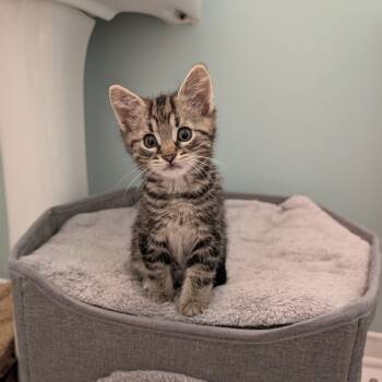 River -  Domestic Short Hair Cat for Adoption in Ottawa, Ontario - River | PetCurious
