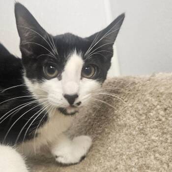 Bruno -  Domestic Short Hair Cat for Adoption in Grantsville, Utah - Bruno | PetCurious