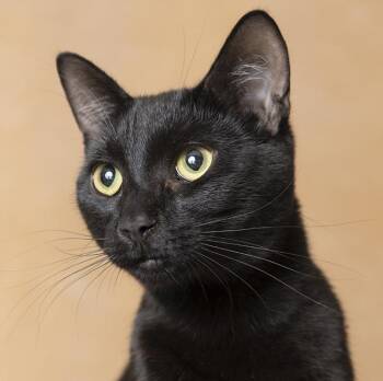 Louie -  Domestic Short Hair Cat Available for Adoption in Chicago, Illinois - Louie | PetCurious