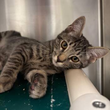Rock -  Domestic Short Hair Cat for Adoption in Pasadena, California - Rock | PetCurious