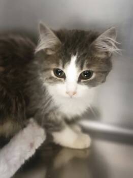 Rescue Domestic Medium Hair Cats for Adoption in Sheboygan, Wisconsin - Amara | PetCurious