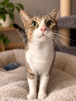 Scottie -  Domestic Short Hair Cat for Adoption in Champaign, Illinois - Scottie | PetCurious