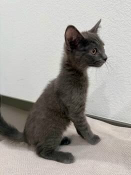 Domestic Short Hair Cats Available for Adoption in Las Vegas, Nevada - Smokey | PetCurious
