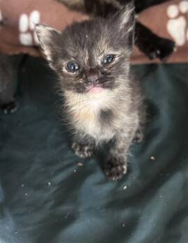 Domestic Short Hair Cats Available for Adoption in Riverside, California - SASHA | PetCurious