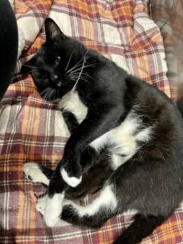 Mr. Mustache -  Domestic Short Hair Cat for Adoption in Arlington, Washington - Mr. Mustache | PetCurious