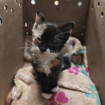 Cherry -  Domestic Short Hair Cat for Adoption in Philadelphia, Pennsylvania - Cherry | PetCurious