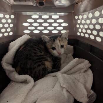 Seashell -  Domestic Short Hair Cat Available for Adoption in Charlottesville, Virginia - Seashell | PetCurious