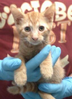 A478174 -  Domestic Short Hair Cat for Adoption in Oklahoma City, Oklahoma - A478174 | PetCurious