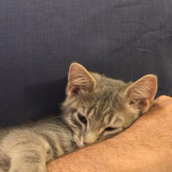 Louis -  Domestic Short Hair Cat for Adoption in Brighton, Missouri - Louis | PetCurious