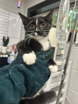 Hot Tamale fka Kitten 11 -  Domestic Short Hair Cat for Adoption in West Chester, Pennsylvania - Hot Tamale Fka Kitten 11 | PetCurious
