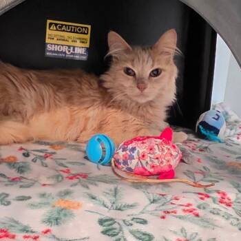Peaches -  Domestic Medium Hair Cat Available for Adoption in Port Angeles, Washington - Peaches | PetCurious