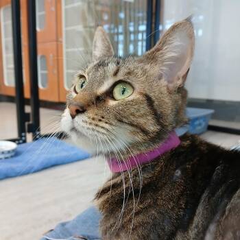 Skinny -  Domestic Short Hair Cat for Adoption in Fairport, New York - Skinny | PetCurious