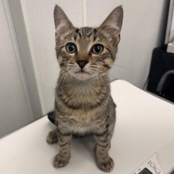 Bonkers -  Domestic Short Hair Cat for Adoption in Abilene, Texas - Bonkers | PetCurious