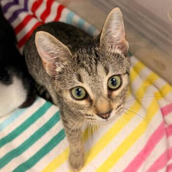 Frankie -  American Shorthair and Domestic Short Hair Cat for Adoption in Evansville, Indiana - Frankie | PetCurious