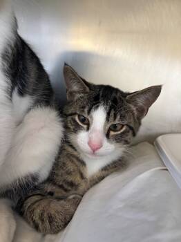 Rescue Domestic Short Hair Cats for Adoption in Pomona, New York - Derrick | PetCurious