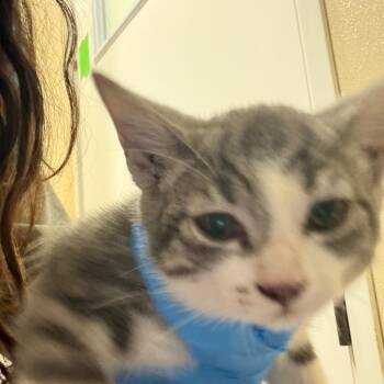 Cheryl Blossom -  Domestic Short Hair Cat for Adoption in Goleta, California - Cheryl Blossom | PetCurious