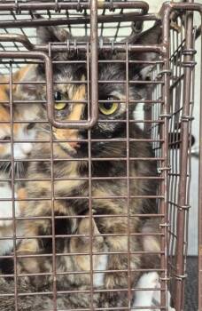 CHIQUITA -  Domestic Short Hair Cat for Adoption in San Antonio, Texas - CHIQUITA | PetCurious