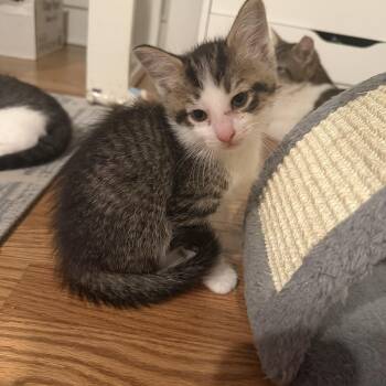 Domestic Short Hair and Tabby Cats Available for Adoption in Rochester Hills, Michigan - Shawn | PetCurious