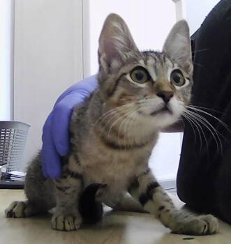 Bowie -  Domestic Short Hair Cat for Adoption in Dayton, Minnesota - Bowie | PetCurious