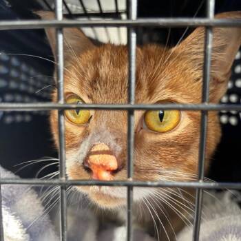 Calvin -  Domestic Short Hair Cat for Adoption in Greensboro, North Carolina - Calvin | PetCurious