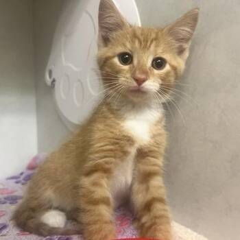 Gryffindor -  Domestic Short Hair Cat for Adoption in Dayton, Ohio - Gryffindor | PetCurious