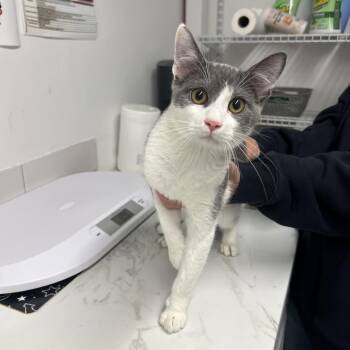 Domestic Short Hair Cats Available for Adoption in St. Louis, Missouri - Rolo Cat | PetCurious