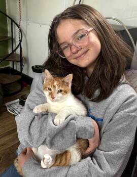 Domestic Short Hair Cats Available for Adoption in Trenton, New Jersey - Fenn | PetCurious