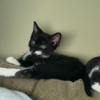 Loki -  Domestic Short Hair Cat for Adoption in Port Charlotte, Florida - Loki | PetCurious