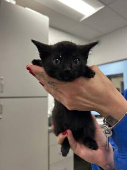 Zenith -  Domestic Short Hair Cat for Adoption in Thousand Oaks, California - Zenith | PetCurious