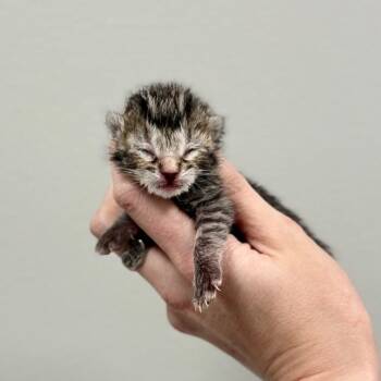 Domestic Short Hair Cats Available for Adoption - BB 3 | PetCurious