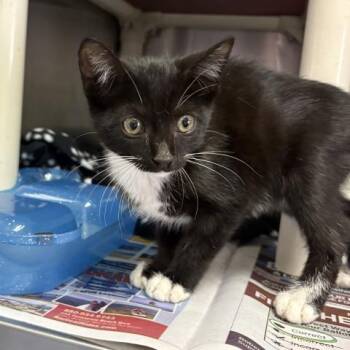 KINK -  Domestic Short Hair Cat for Adoption in Pensacola, Florida - KINK | PetCurious